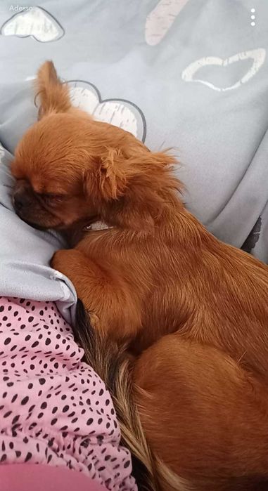 Donez catelusa de pechinez