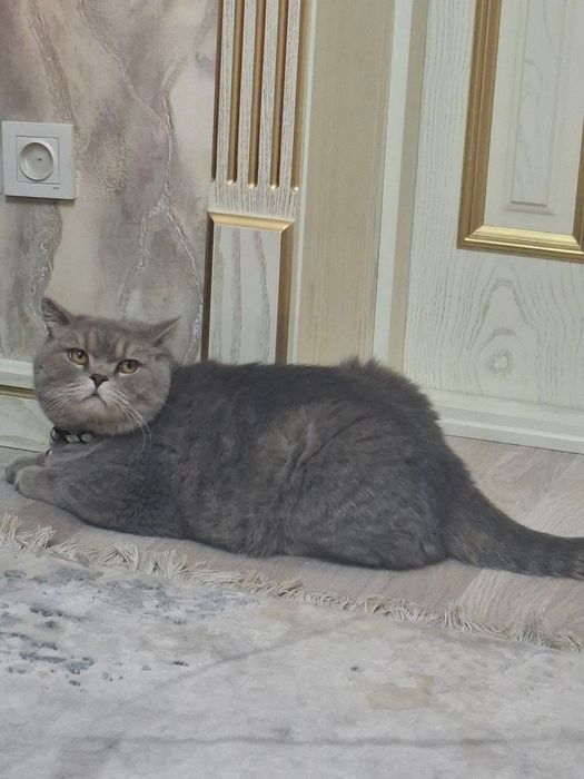 Продается кот британский