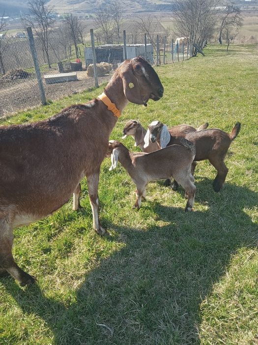 Vând Tapisori Anglo Nubian