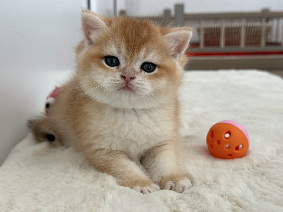 Baietel SUPERB british golden cu PEDIGREE WCF!!