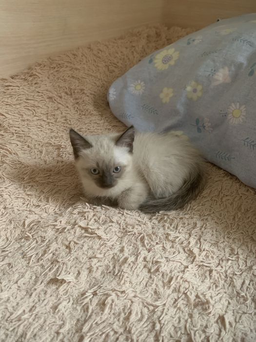 Срочно отдаем котенка!