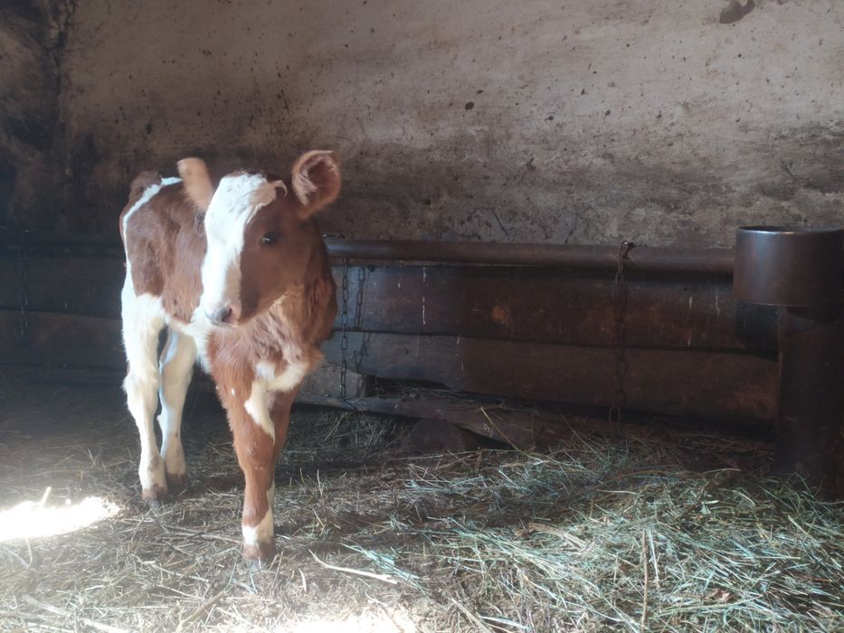Теленок бычок. Скоро будет месяц