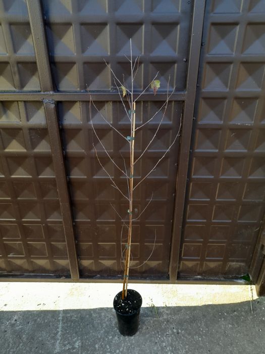 Бяла бреза (Betula pendula)