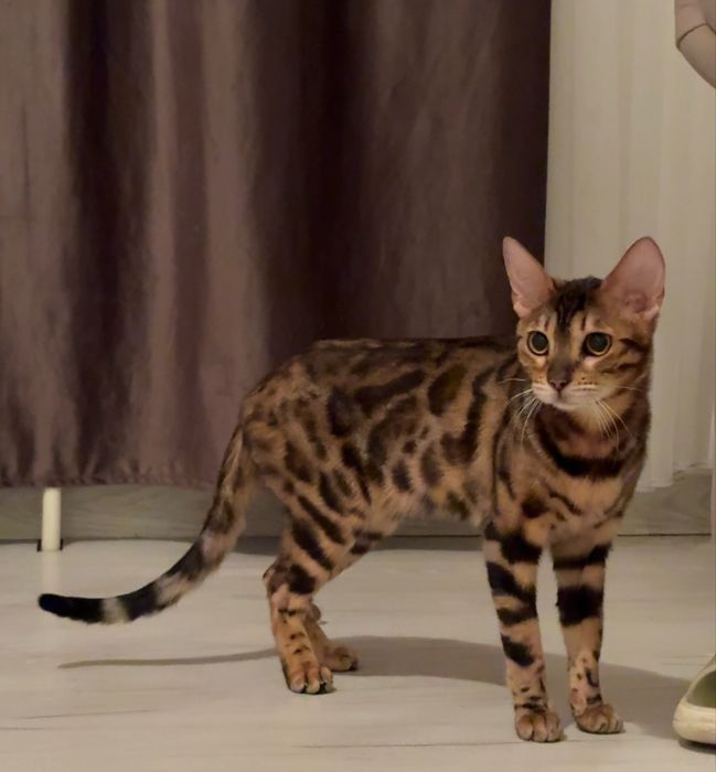 Продам котят резерв бенгал