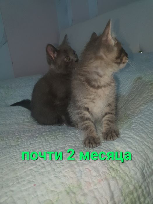 Котята маленькие