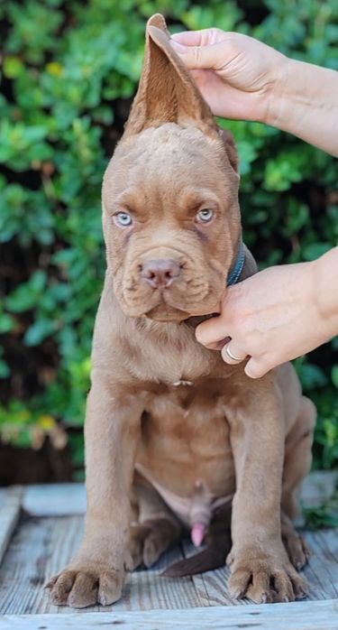 Cane corso disponibile