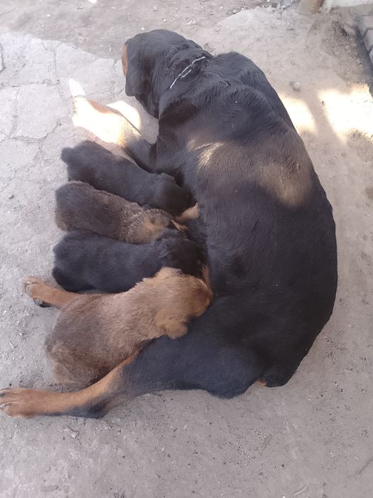 Продам щенят ротвейлера