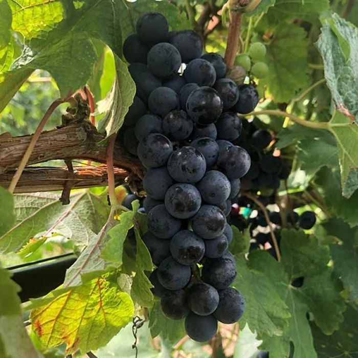 Struguri de vânzare soi autohton Plavaie  si international  Sauvignon Blanc, Muscat Ottonel si Merlot