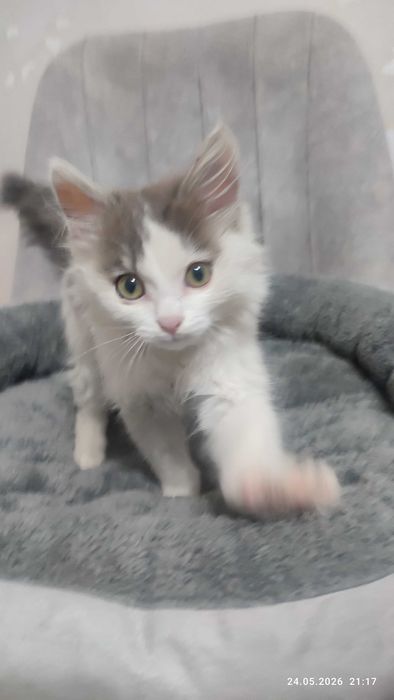 Отдам котенка мальчик