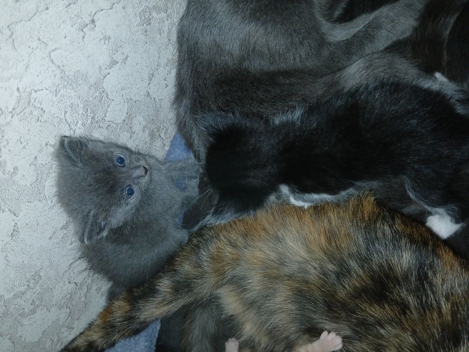 От дам котят в хорошие руки