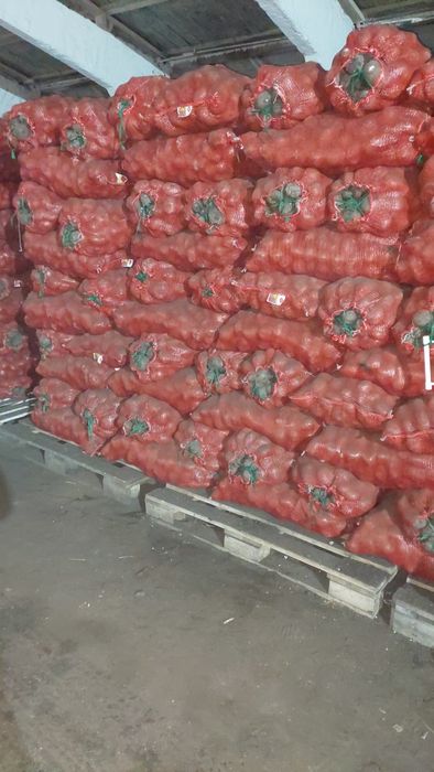 Продам картофель