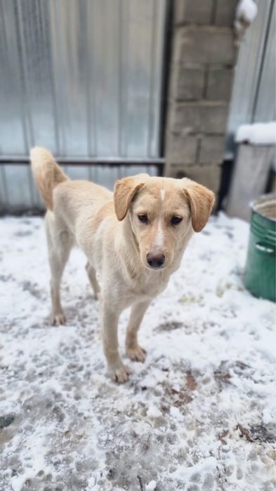 Собака в добрые руки