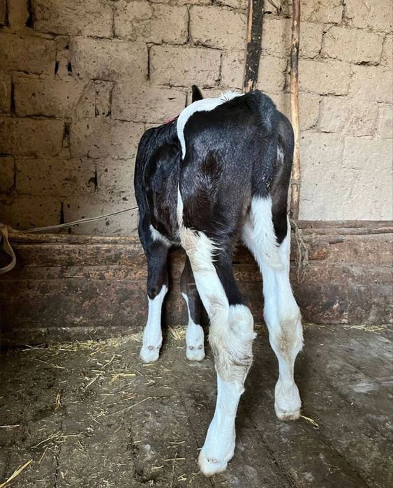 Продам стельную коровку,‘’