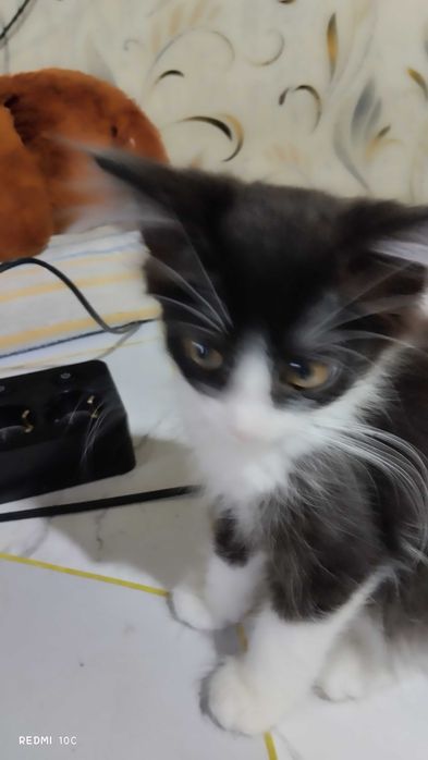 Котенок бесплатно