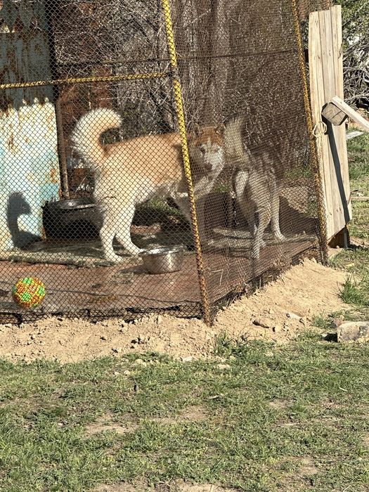 Хаский 8/9 айлык