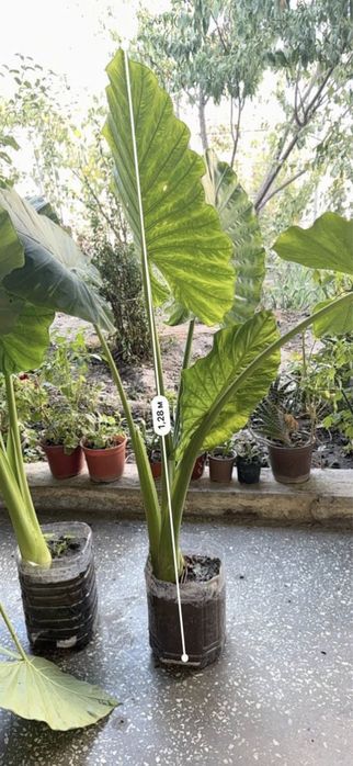 Арма,крупные ,красивые