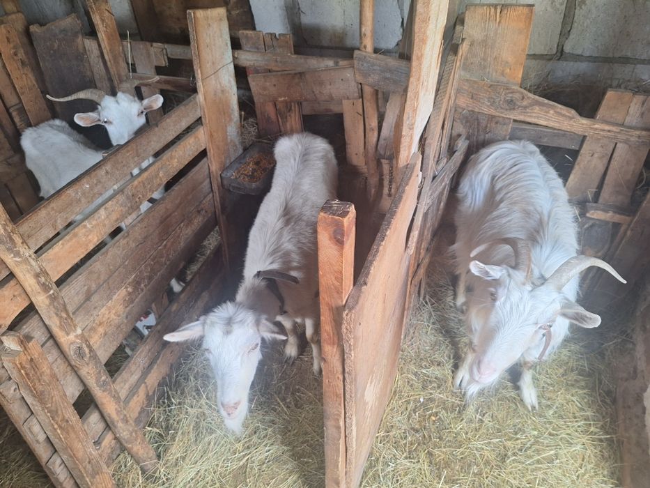 De vânzare 4 capre și 4 iezi