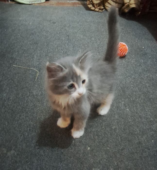 Котята  отдам в добрые ручки