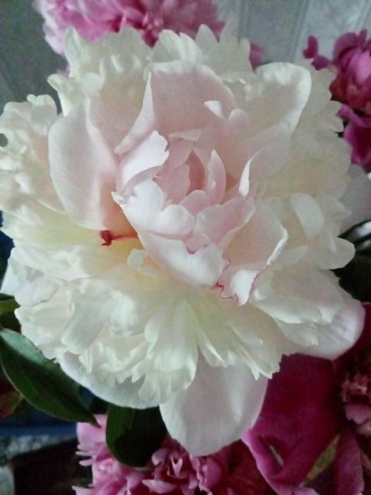 Продам  пионы трёх сортов