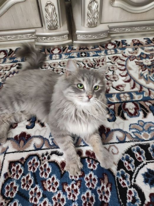 Кошка британская длиннашерстноя