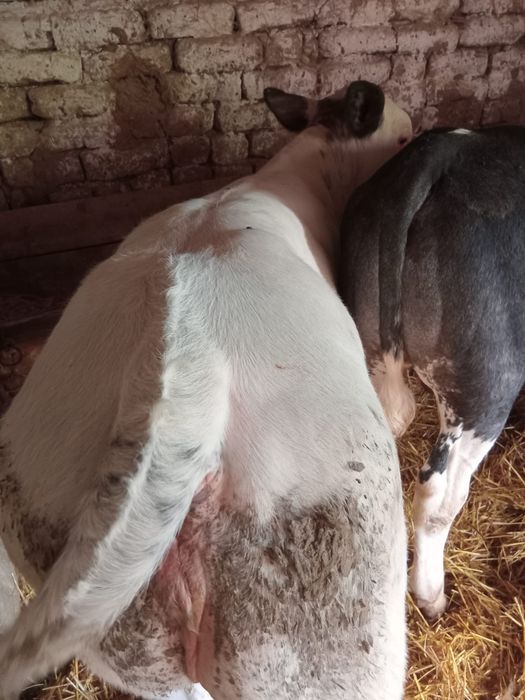 Vând 4 viței belgieni