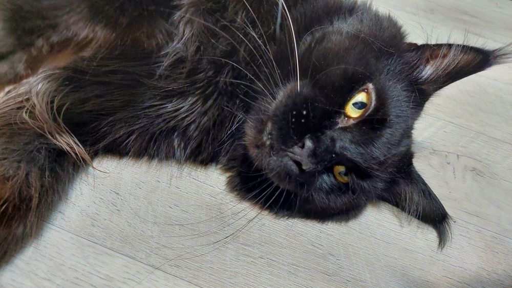 Котята Мейн-кун   2.5 месяца