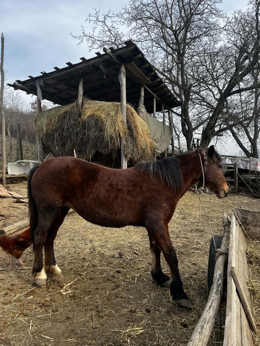 Vând iapa bună de munca