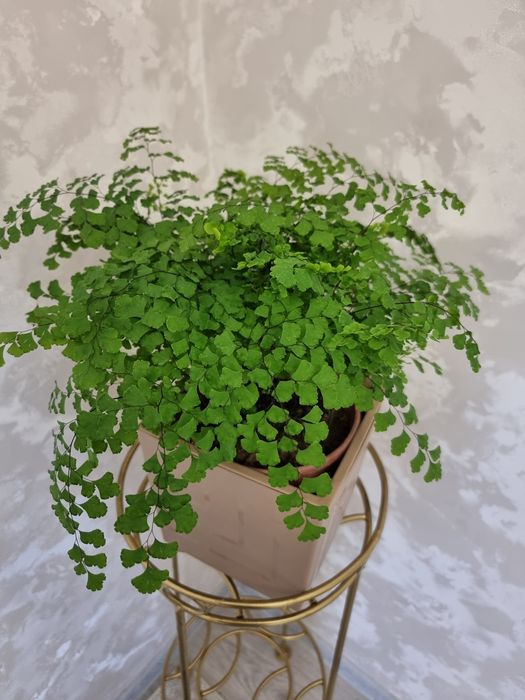 Папоротник. Нефролепис Дассада