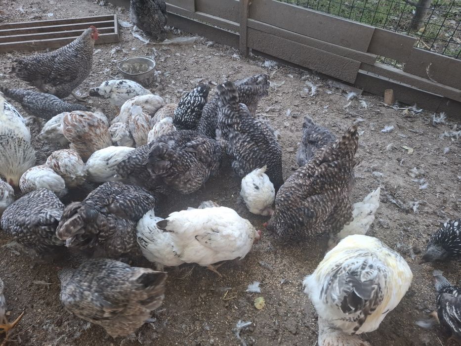 Продам домашний курей и петухов