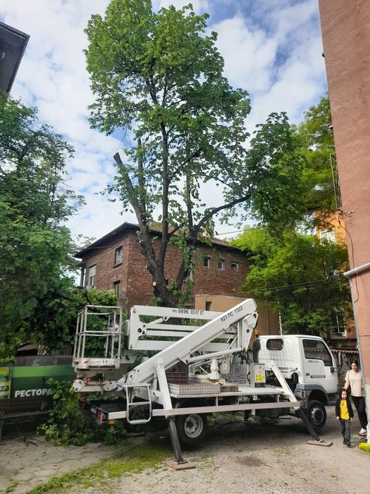 Рязане и кастрене на опасни дървета