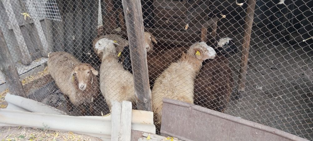 Продам баран,қой сатам.