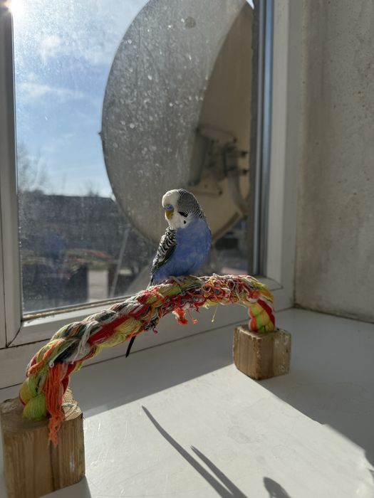 Продам попугаев , можно с клеткой можно без