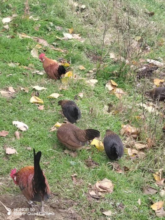 Продавам декоративни кокошки