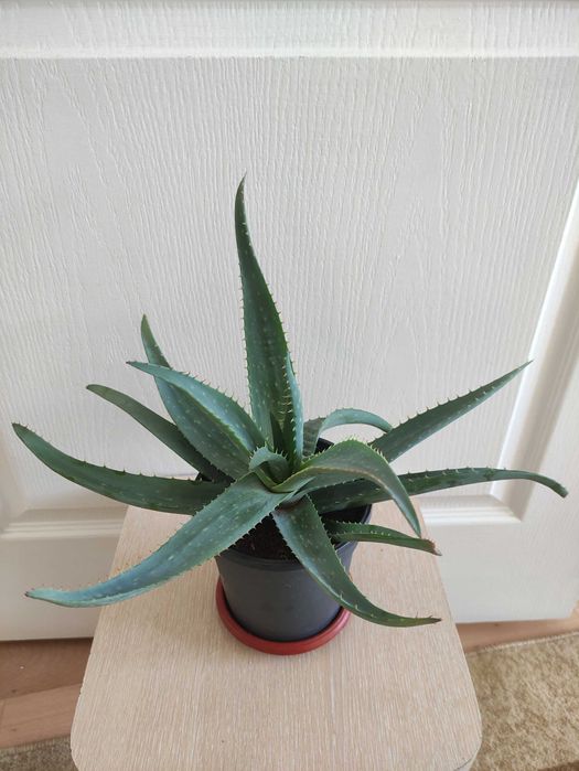 Алоэ вера 2000.     .