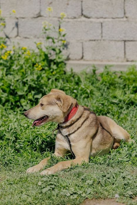 Мальчик Вертолет ищет дом!