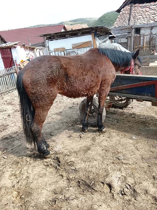 Vând mânză 2 ani preț 42 de milioane