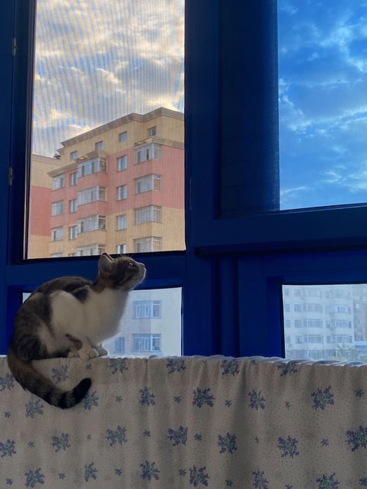 Кошка котенок в добрые руки