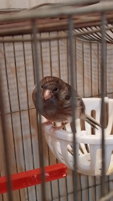 Канарейка самка щыгол чорный бар