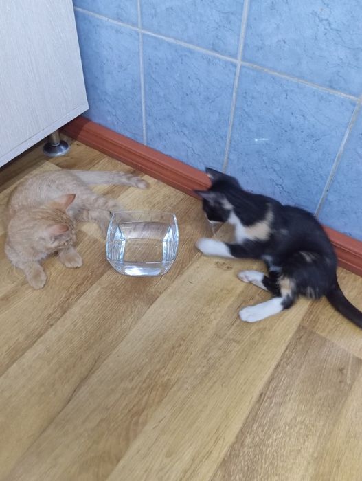 Домашние котята, доброму хозяину.