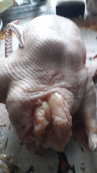 Гуси Домашние...