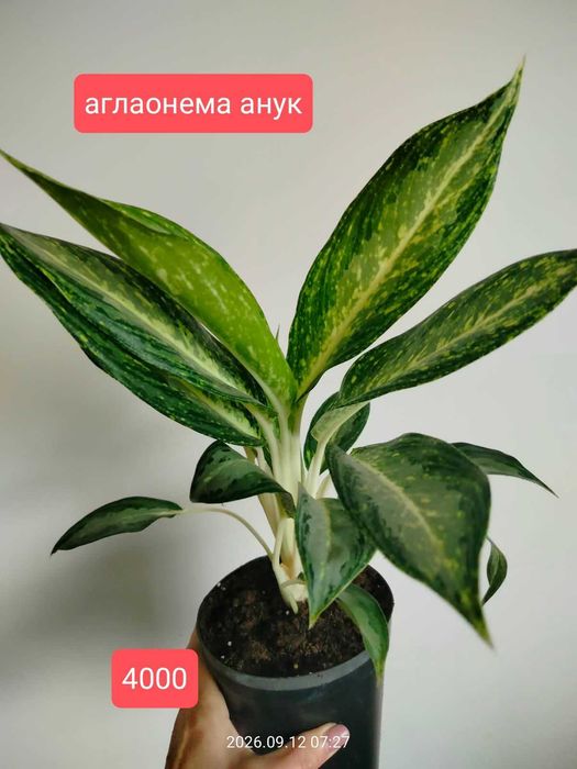 продам комнатные растения