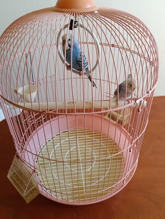 Papagali cu tot cu colivie