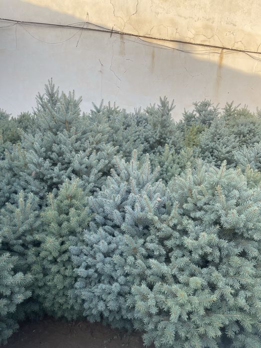 150$ Арчалар сотилади ОПТОМ! Европадан келтирилган!