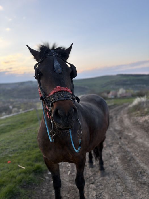 Vand mânză