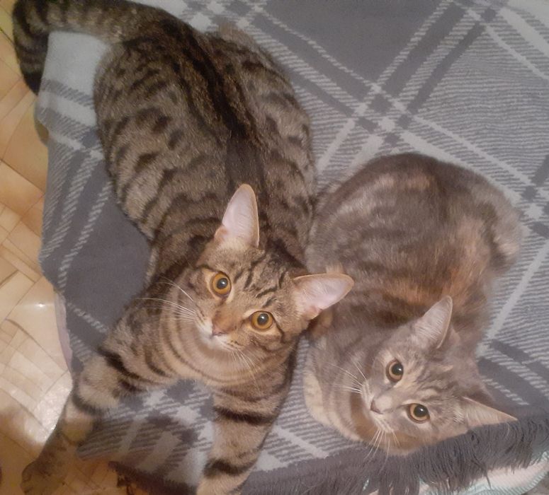 Отдам котика и кошечку