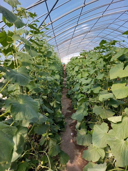 Продается теплица