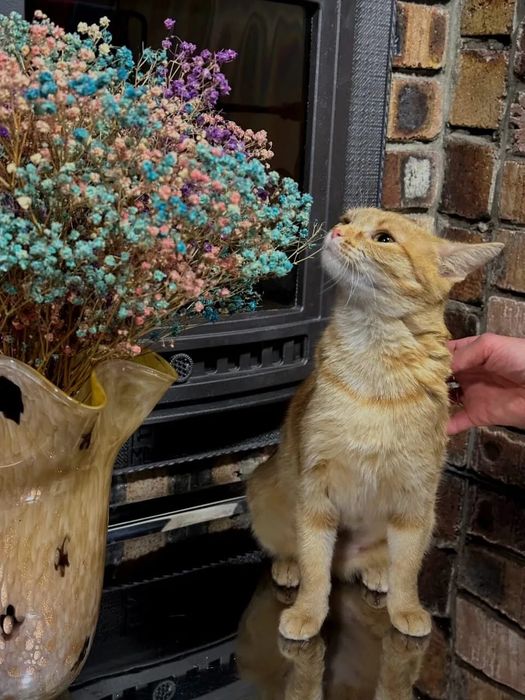 Пристраивается в добрые руки