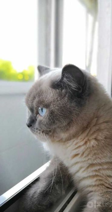 Кот Scottish fold