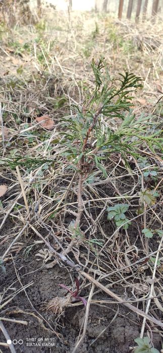 Туя Смарагд примерно 15 -25 см.