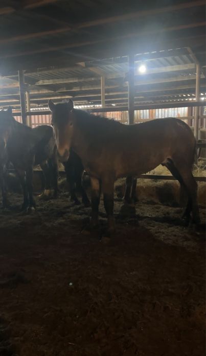 Айгыр мощный 4 жасар